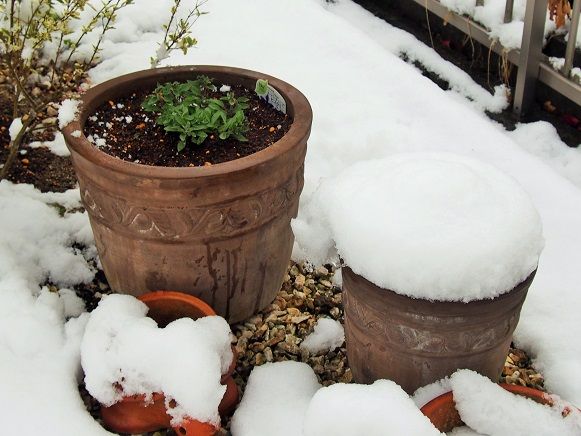 モリモリの星の花を咲かせたい♪ 春の雪♪