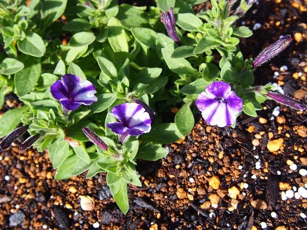 モリモリの星の花を咲かせたい♪ 観察♪