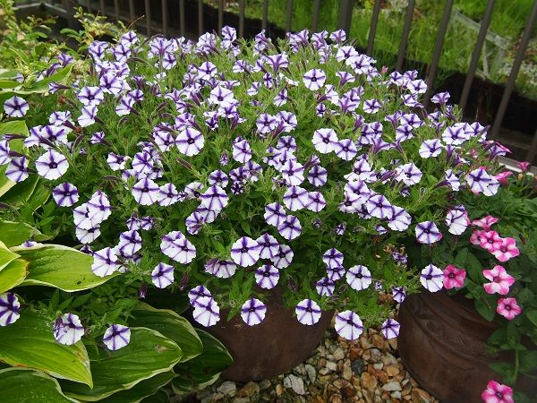 モリモリの星の花を咲かせたい♪ 満天の星空✨