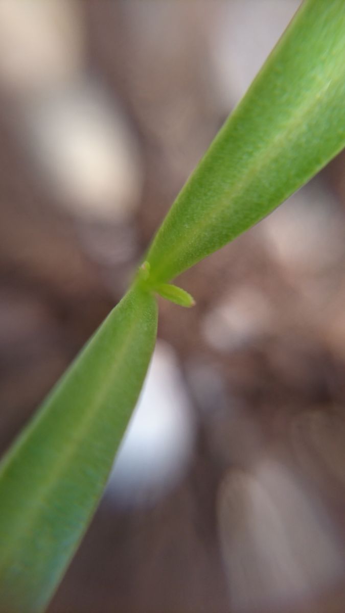 軽石の鉢で和風にコスモス育てたいな 本葉が