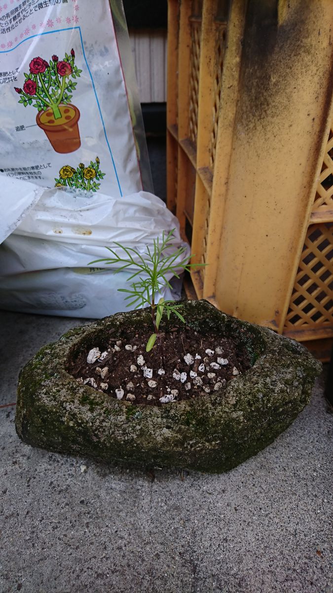 軽石の鉢で和風にコスモス育てたいな 成長中