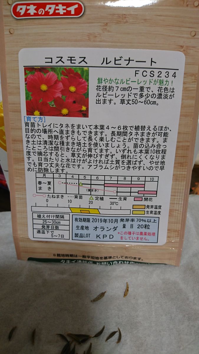 軽石の鉢で和風にコスモス育てたいな