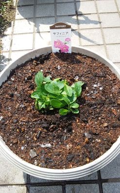 サフィニアを玄関で大きく育てたい 植え付け完了しました