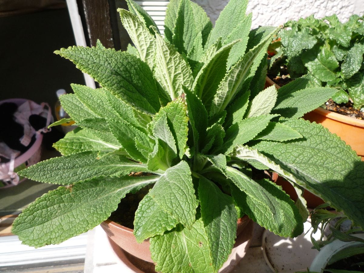 立派な花が咲きますと思う 少し大きくなりました