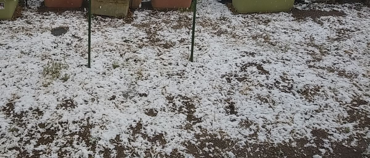 「花チャレ」サフィニア部門 　大輪系パープルのサフィニアの花を綺麗に咲かせたい 雪です