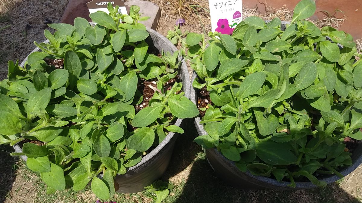 「花チャレ」サフィニア部門 　大輪系パープルのサフィニアの花を綺麗に咲かせたい 切り戻ししました