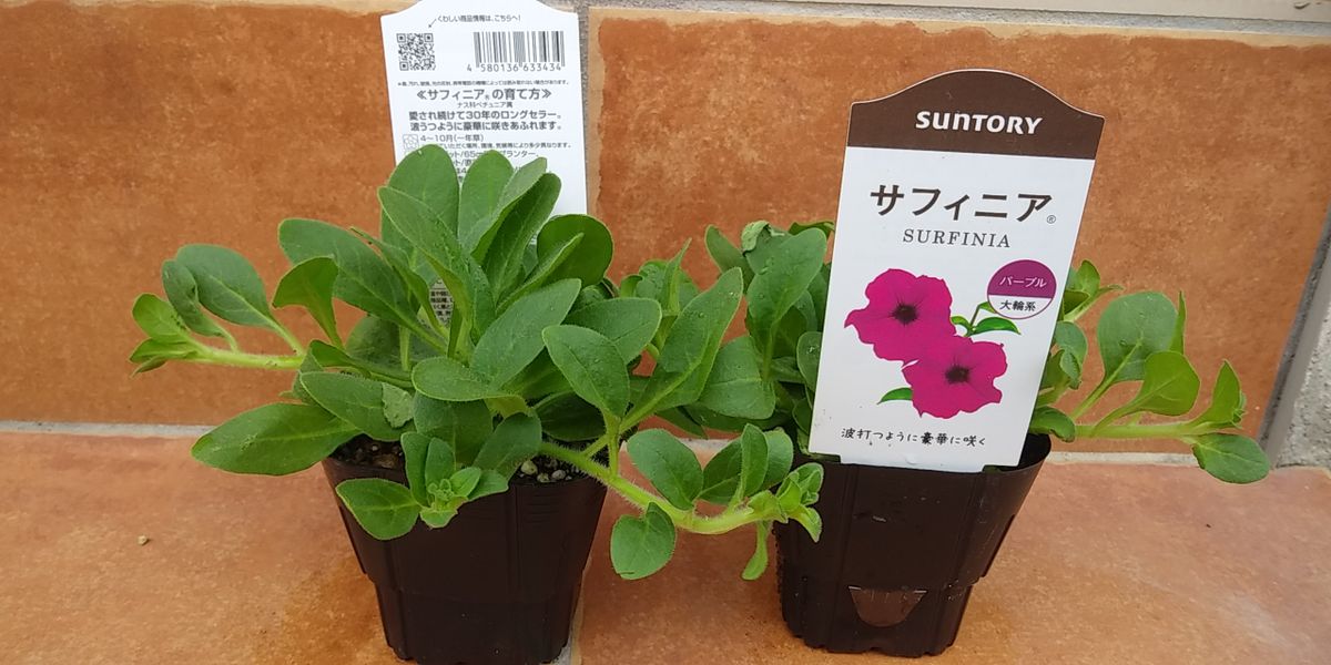 「花チャレ」サフィニア部門 　大輪系パープルのサフィニアの花を綺麗に咲かせたい