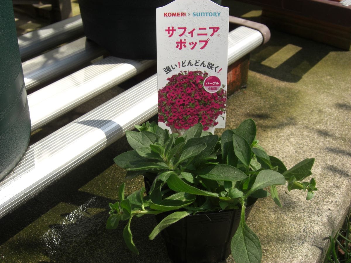 鉢いっぱいの花を咲かせたいな