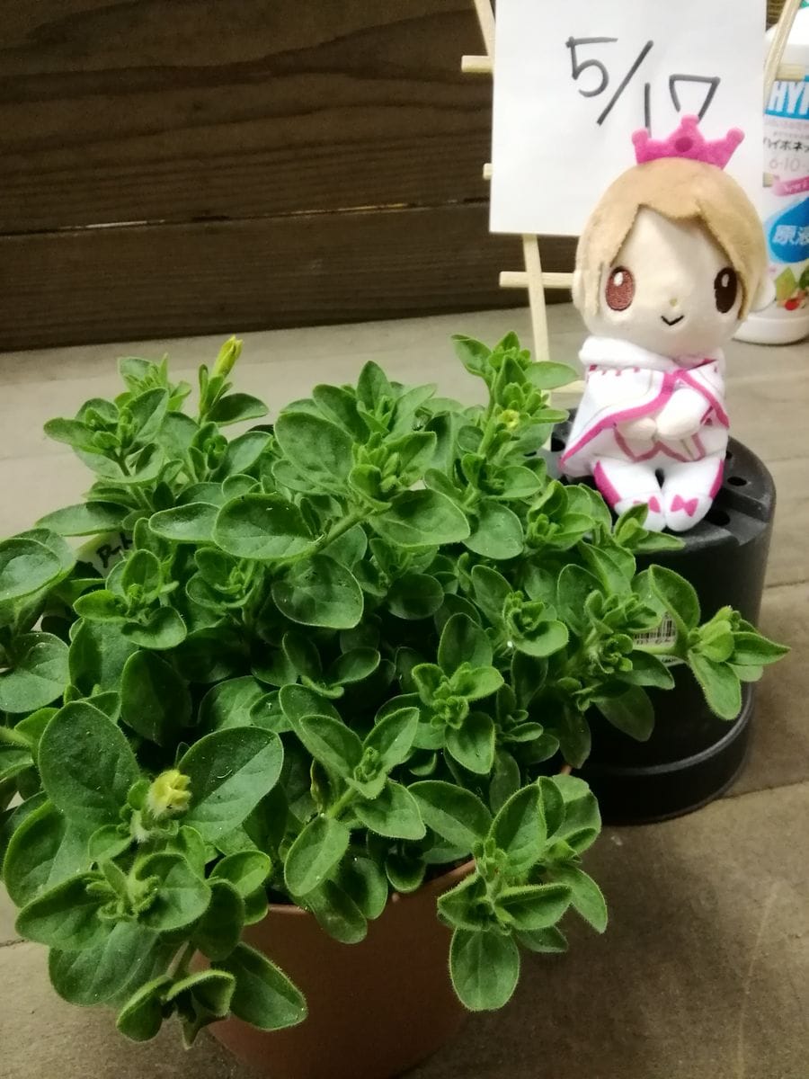 【変化する花模様】サフィニア アート【ももいろハート】 定植を我慢してます