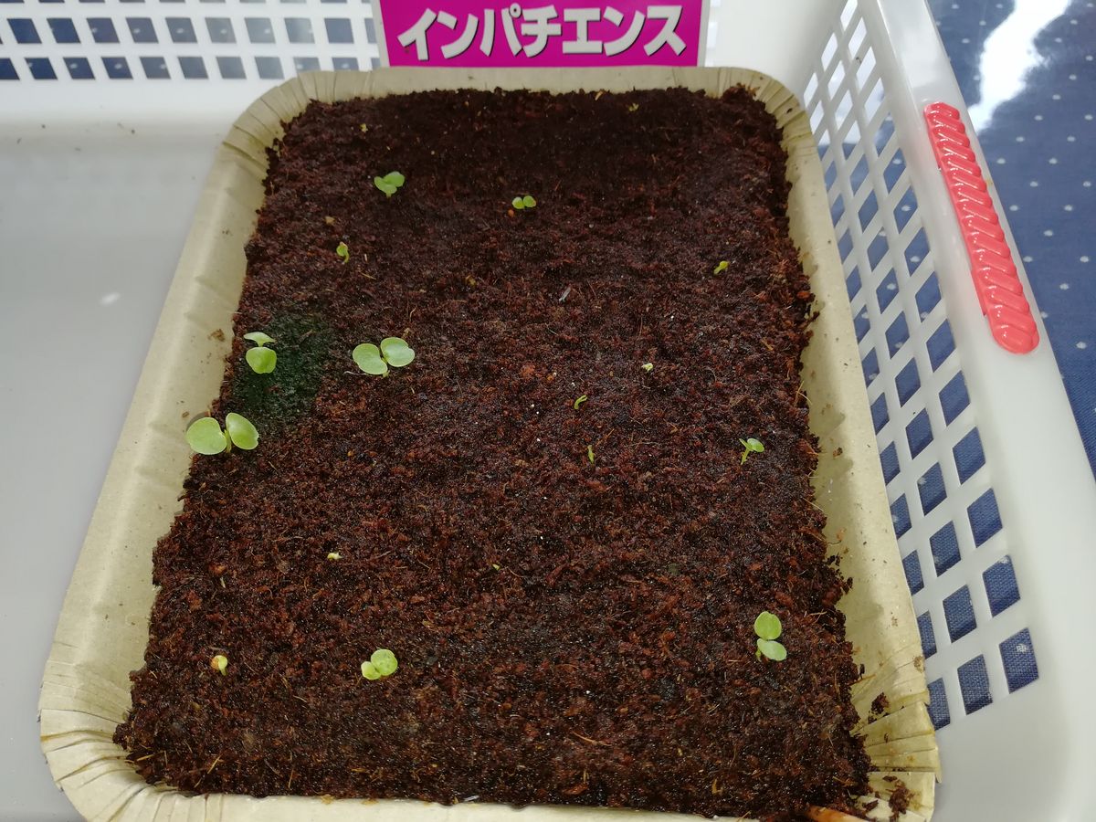 数年ぶりのインパチェンスの種まき! 双葉🌱の数が増えてます