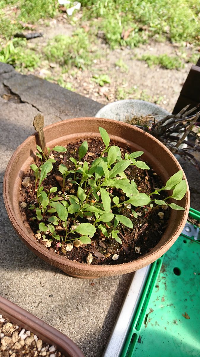 リベンジ★昼咲き月見草 もりもり♪