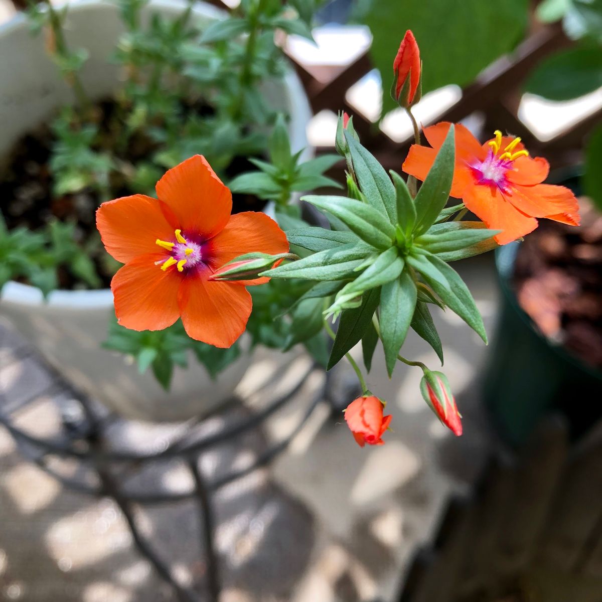 夏のベランダに爽やかオレンジアナガリスを咲かせる！ はじめての花が咲いた！