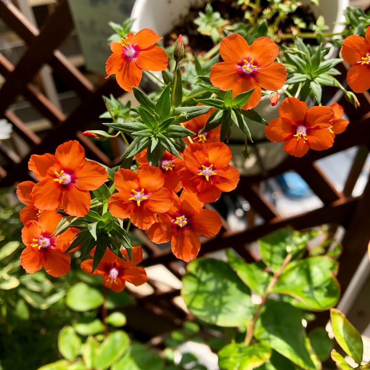 夏のベランダに爽やかオレンジアナガリスを咲かせる！ 沢山の花が咲き始めました