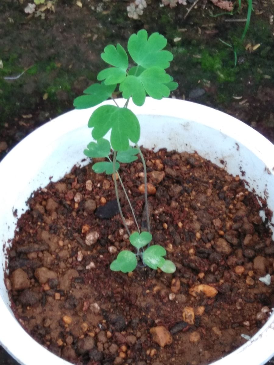 西洋オダマキの花を咲かせるチャレンジ 定植しました