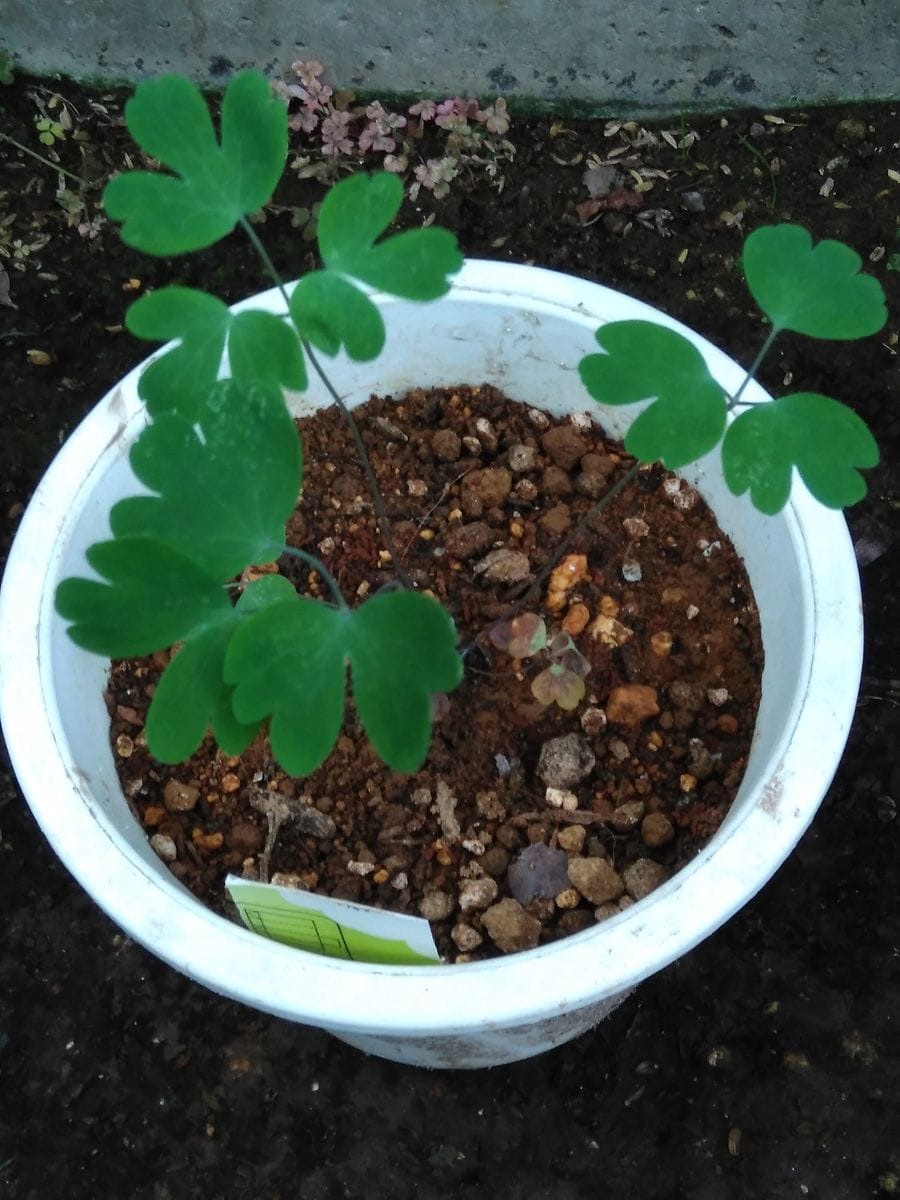 西洋オダマキの花を咲かせるチャレンジ 花チャレンジ終了