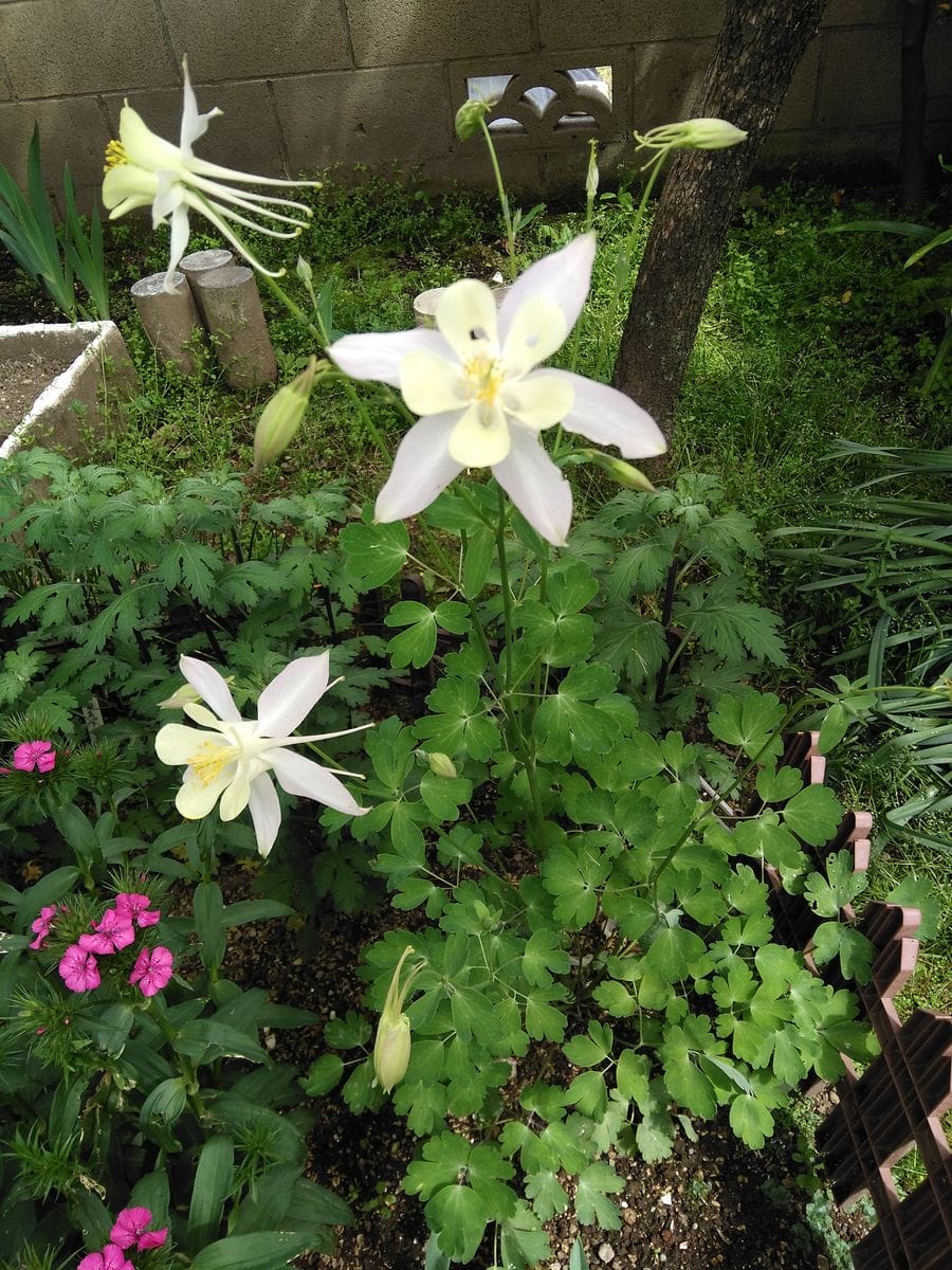 西洋オダマキの花を咲かせるチャレンジ 白色の西洋オダマキ