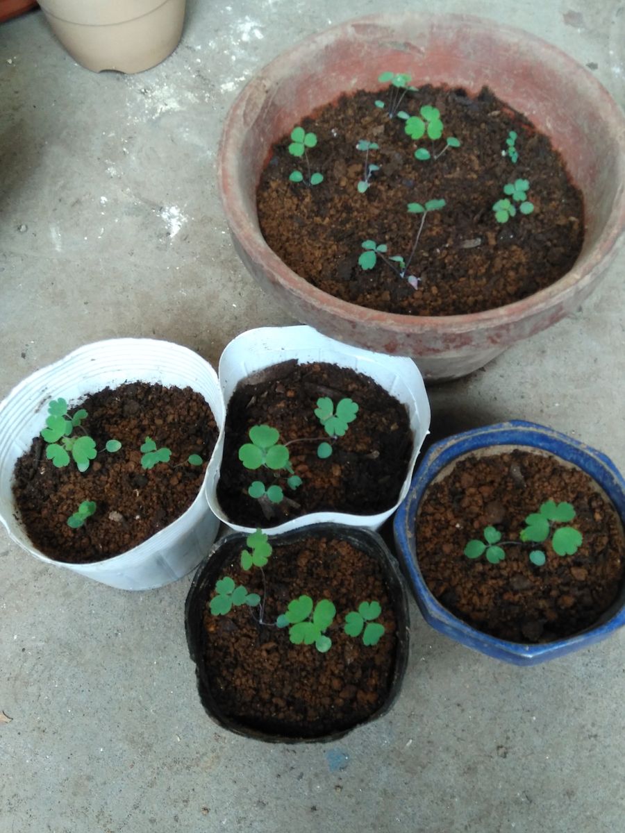 西洋オダマキの花を咲かせるチャレンジ 植え替えました