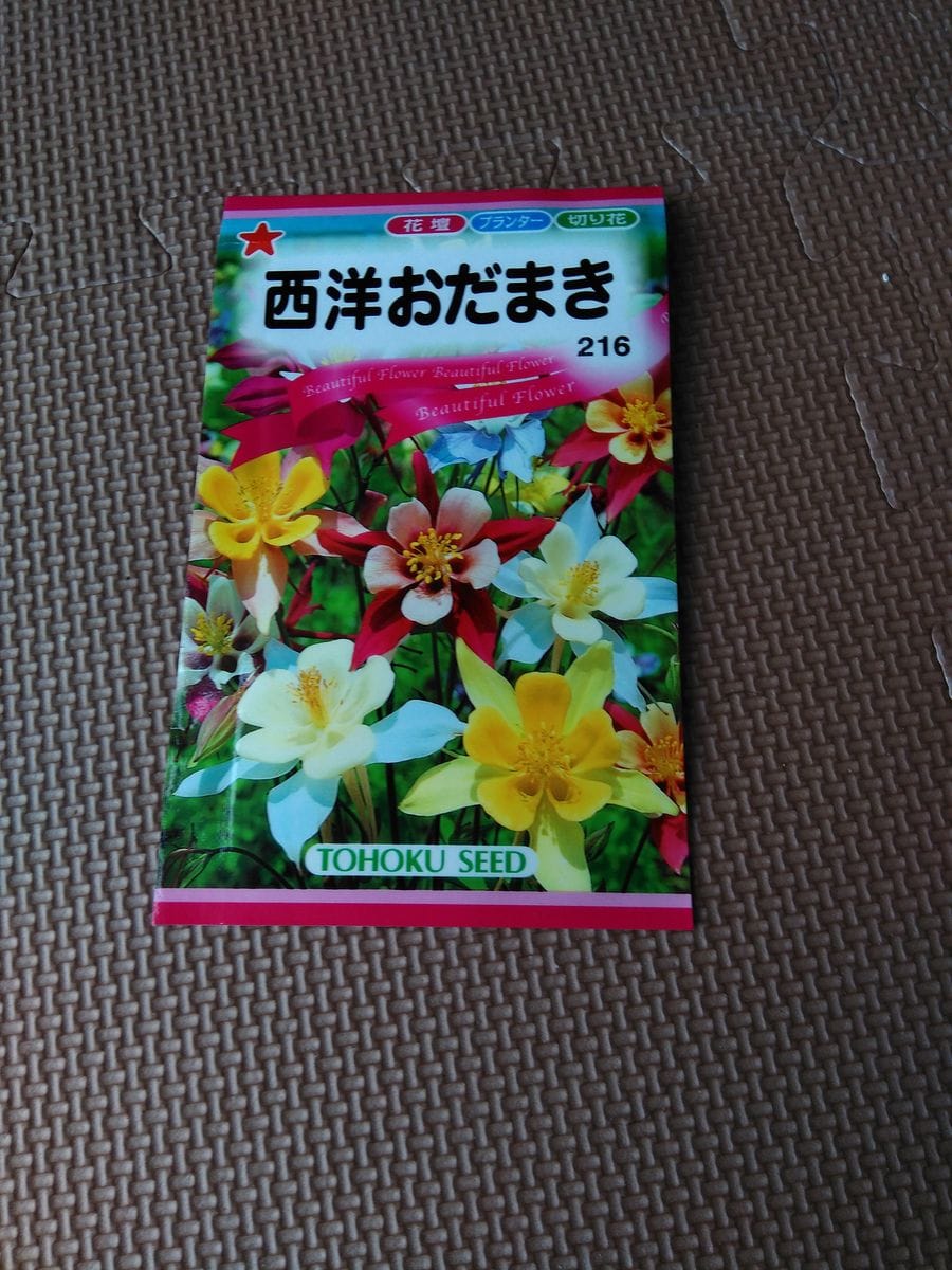 西洋オダマキの花を咲かせるチャレンジ