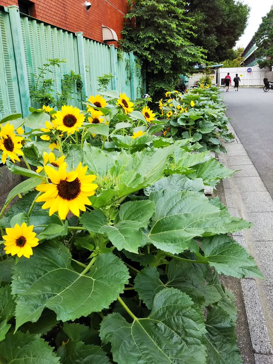 ヒマワリを咲かせます 7月12日　保育園前が賑わってきました