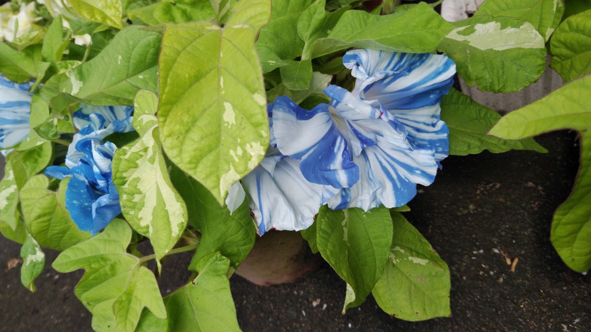 朝顔 浮雲を目覚めに見たい 開花が混雑しています。