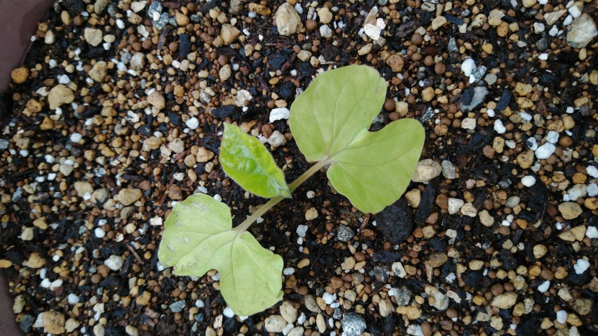 朝顔 浮雲を目覚めに見たい 本葉が見えてきました。