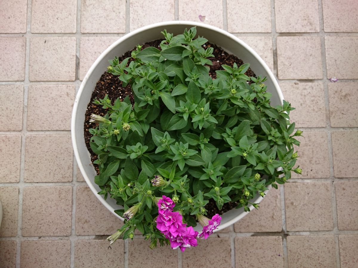 エレガントなサフィニア フリルをたくさん咲かせたい 鉢の縁までもう少し。