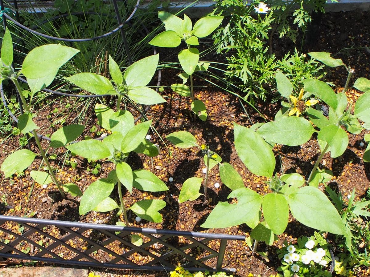 爽やかなレモンイエローのひまわりを鉢植えと地植えで楽しむ 地植えにしました。