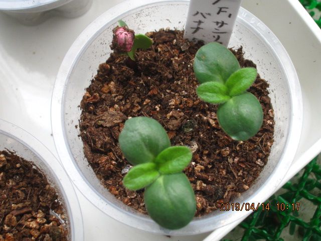 爽やかなレモンイエローのひまわりを鉢植えと地植えで楽しむ 本葉が出てきました。