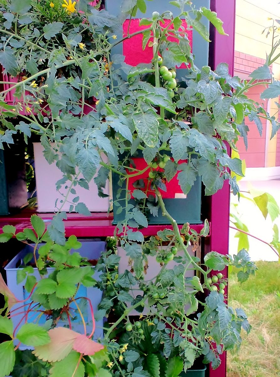 タテニワ・垂直栽培　収納ボックスでミニトマト追加栽培🄬（終了）  2019/6/4　移動と脇芽処理