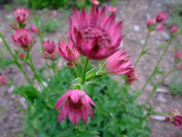 栽培仕方 今年も沢山の花が咲きそうです。