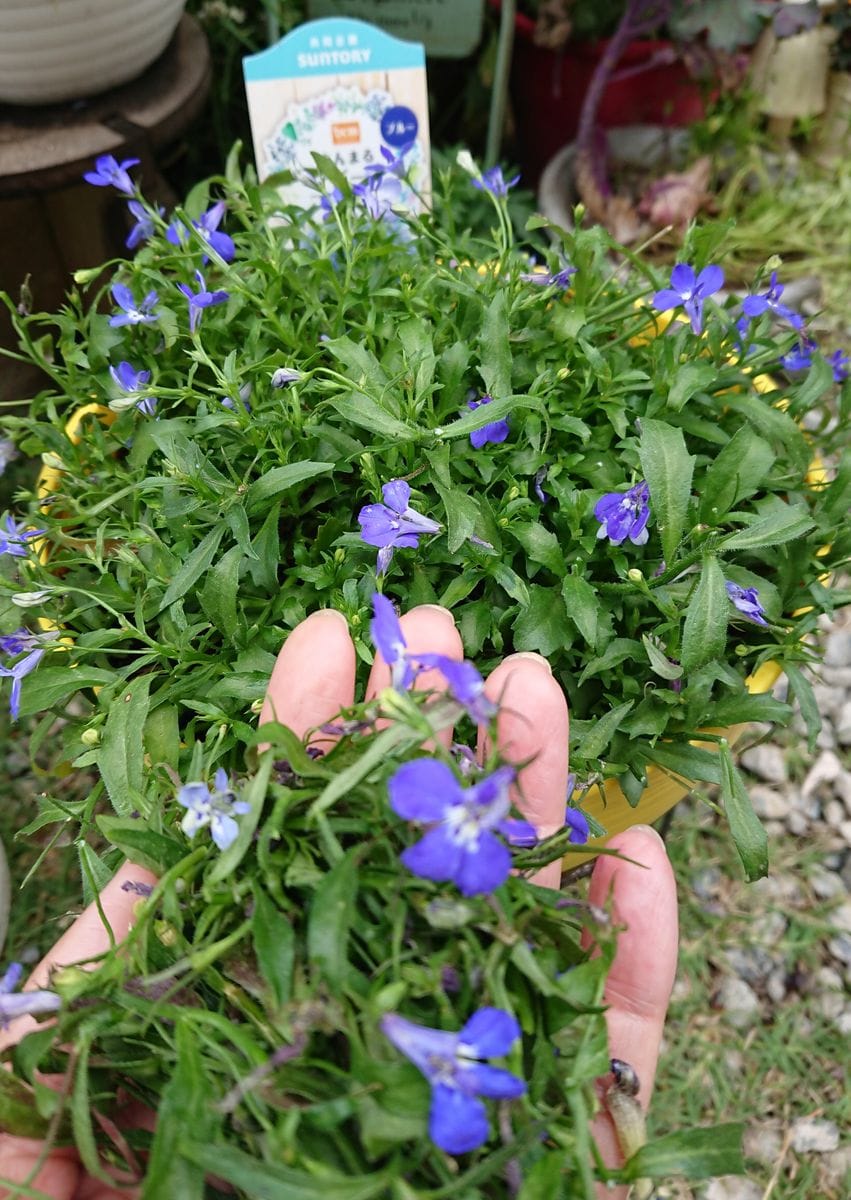 優しく ふんわり 咲き誇る ブルーの花を鉢いっぱいに! 切り戻し～！