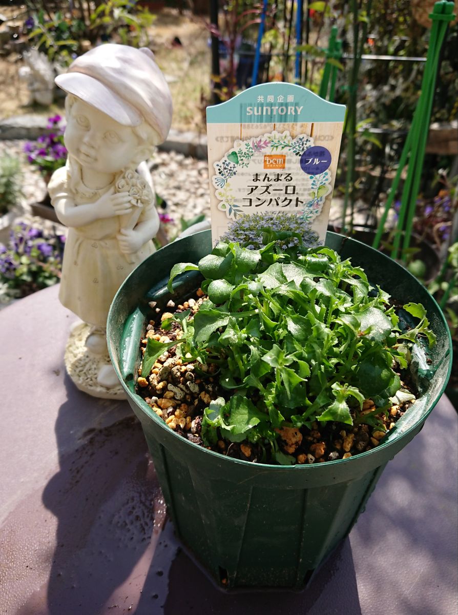 優しく ふんわり 咲き誇る ブルーの花を鉢いっぱいに! 植え付けました✨