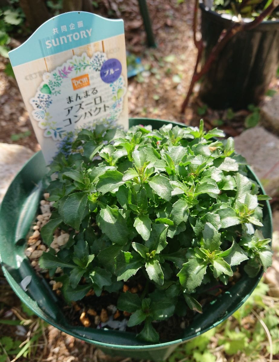 優しく ふんわり 咲き誇る ブルーの花を鉢いっぱいに! 15日がたちました