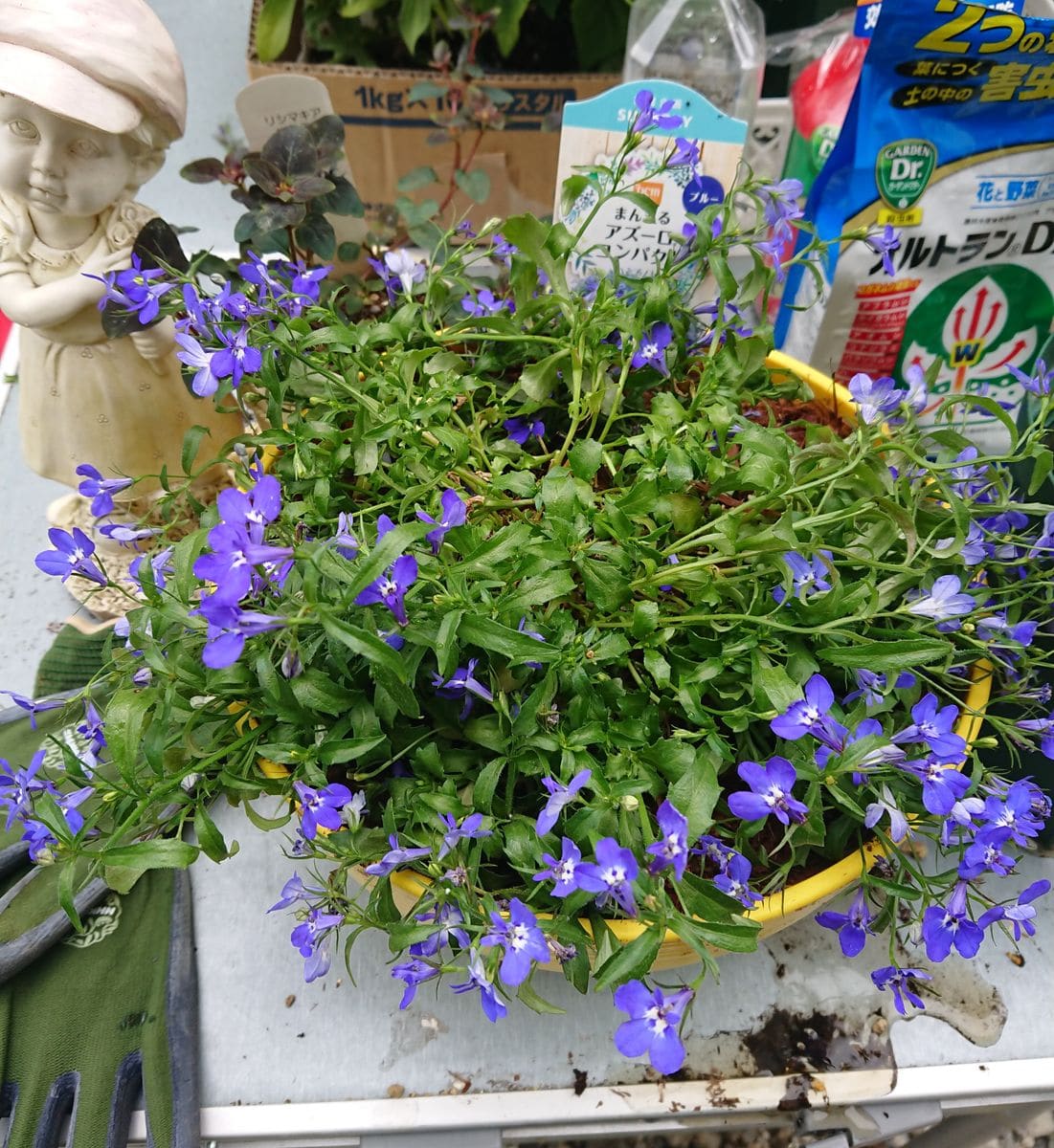 優しく ふんわり 咲き誇る ブルーの花を鉢いっぱいに! 植え付け完了!