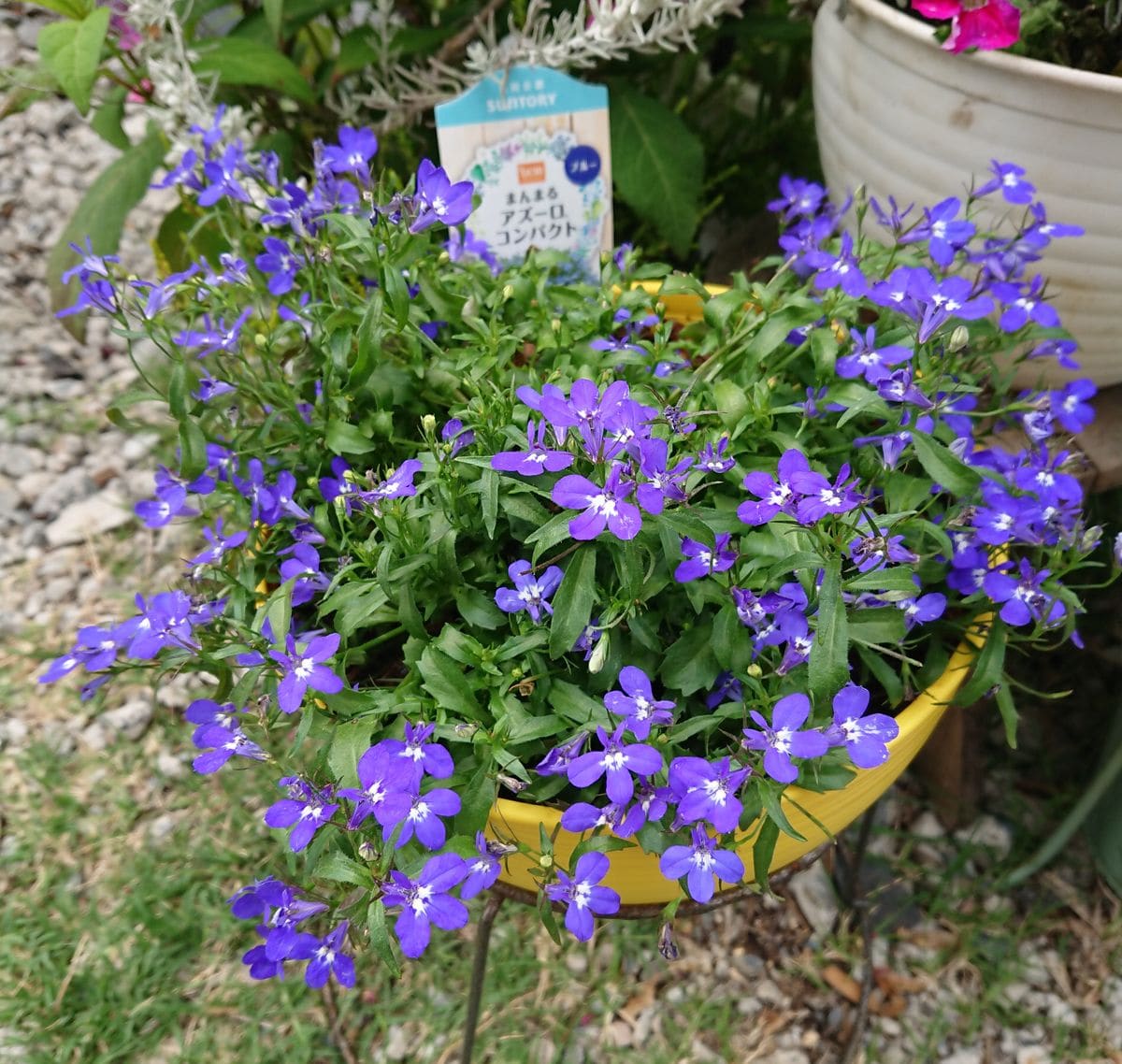 優しく ふんわり 咲き誇る ブルーの花を鉢いっぱいに! 黄色の植木鉢💛