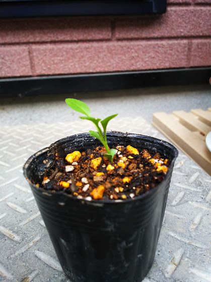 一粒の種から花一杯 植え替え　１