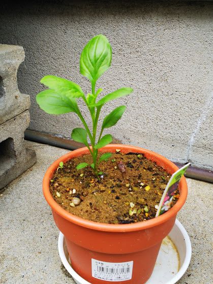 一粒の種から花一杯 順調に育つ