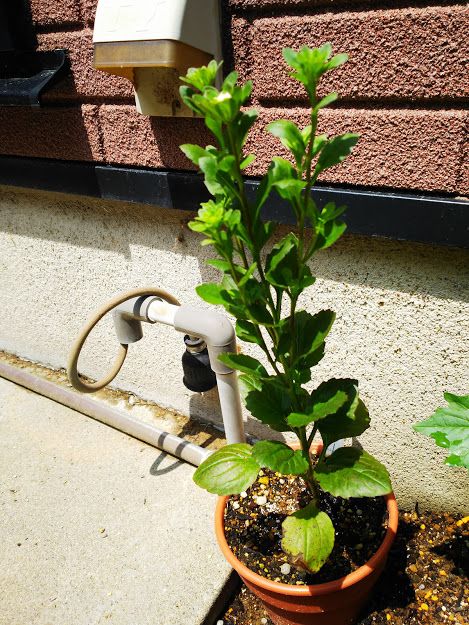 一粒の種から花一杯 蕾に赤みが、、モウジキ開花