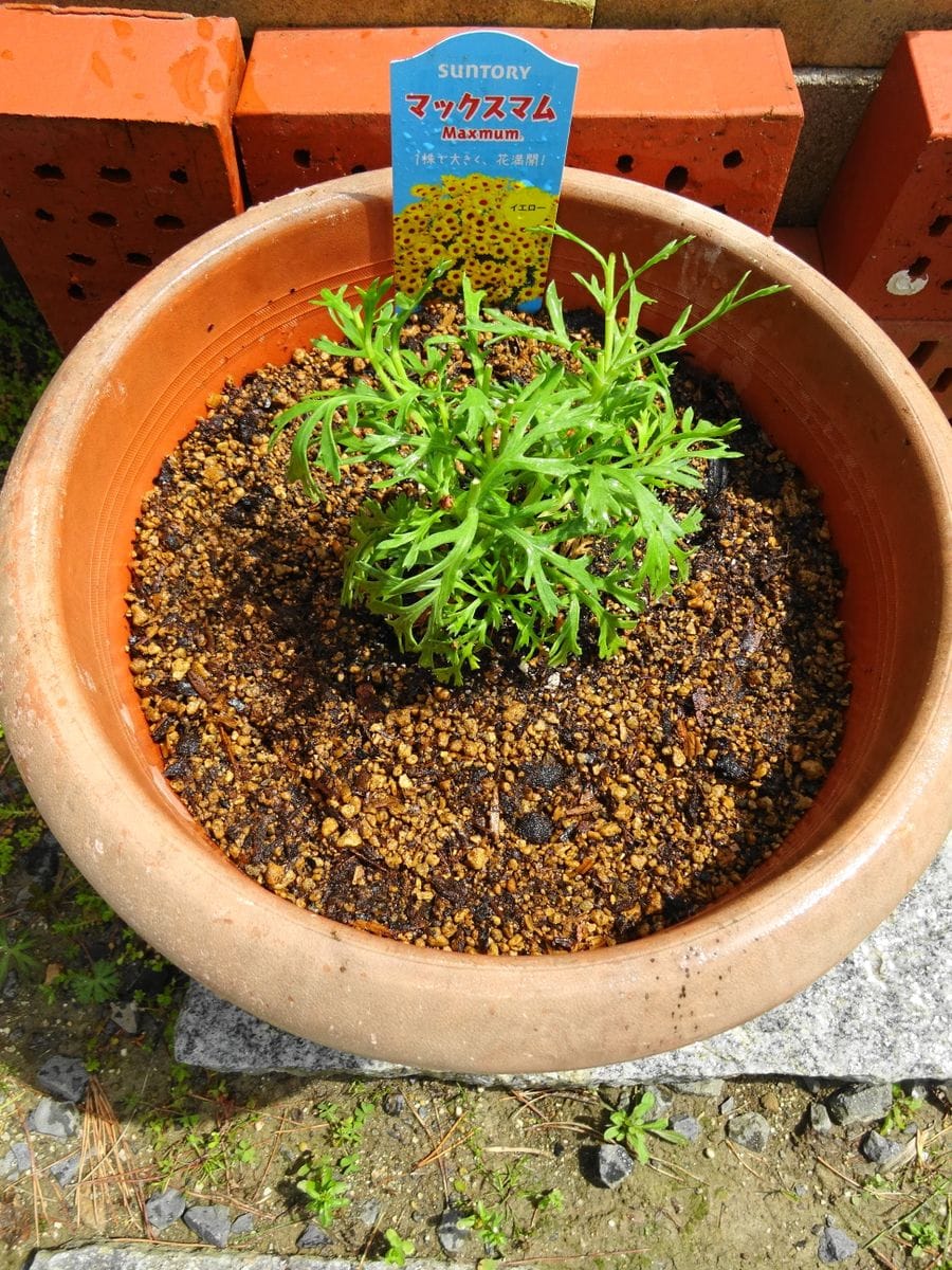 マックスマムで花満開に！ 植え付け！