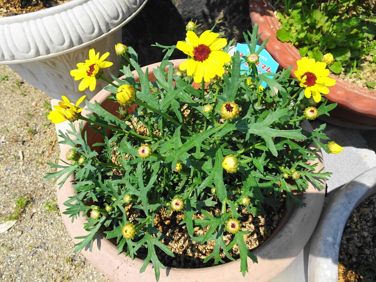 マックスマムで花満開に！ 開花開始！