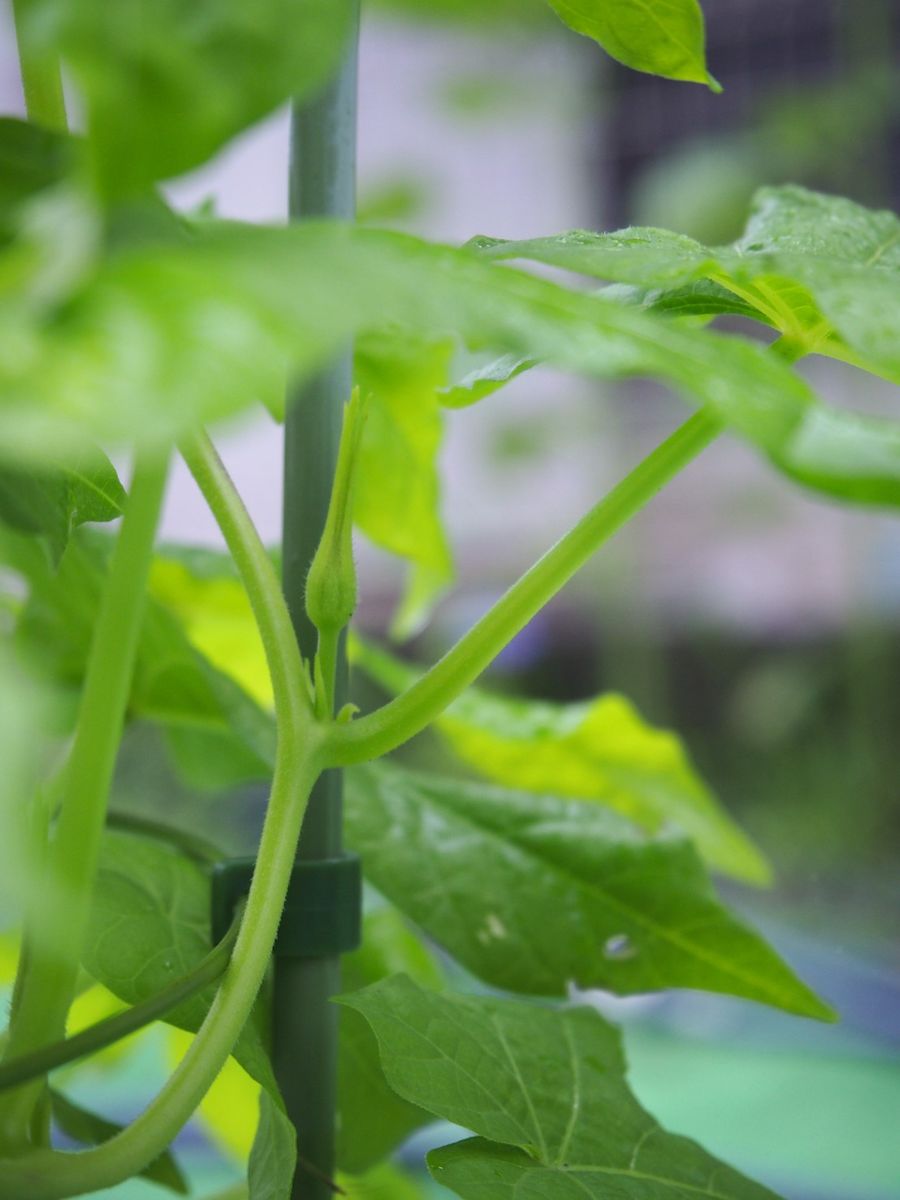 背が低いあさがお まだまだ開花には時間がかかりそうです。