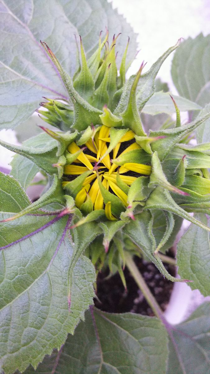 ミニひまわり<とりあえず花を咲かせたい！> 黄色い花びら