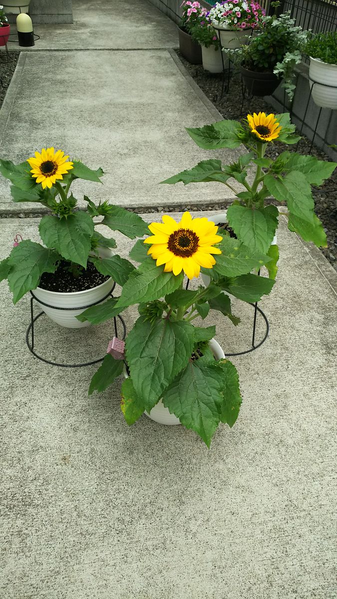 ミニひまわり<とりあえず花を咲かせたい！> 他の鉢のも次々開花しました！