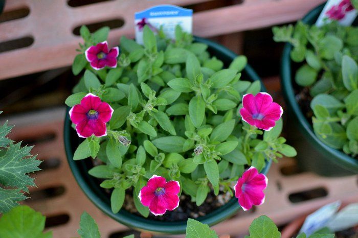 ボリュームのあずきフラッペをめざして 植えつけてから34日目