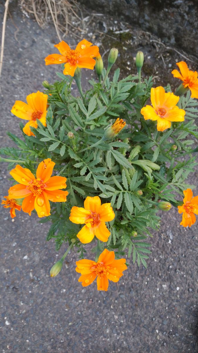 マリーゴールド ディスコを梅雨に負けずに育てたい 花数が増えています。