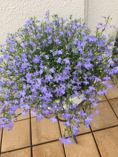 アズーロコンパクトで花いっぱいに！ 雨があがって