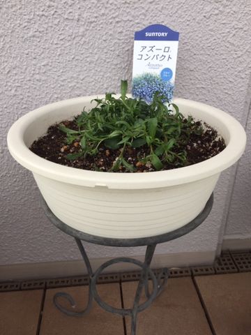 アズーロコンパクトで花いっぱいに！ 大き目の鉢に植え付け終了