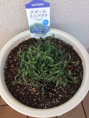 アズーロコンパクトで花いっぱいに！ 植え付け後１週間