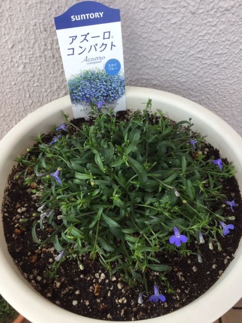 アズーロコンパクトで花いっぱいに！ パラパラ咲いてきました