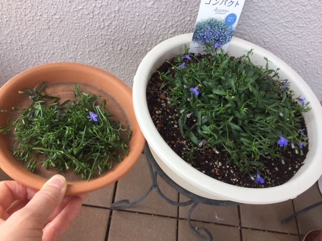 アズーロコンパクトで花いっぱいに！ 摘芯しました